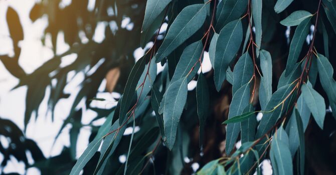 Home Based Physical Therapy