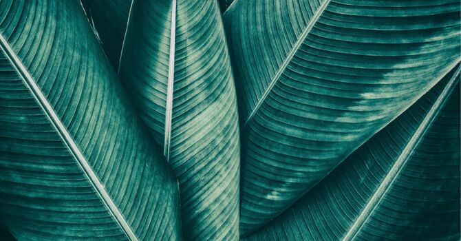 MSP Covered Physiotherapy